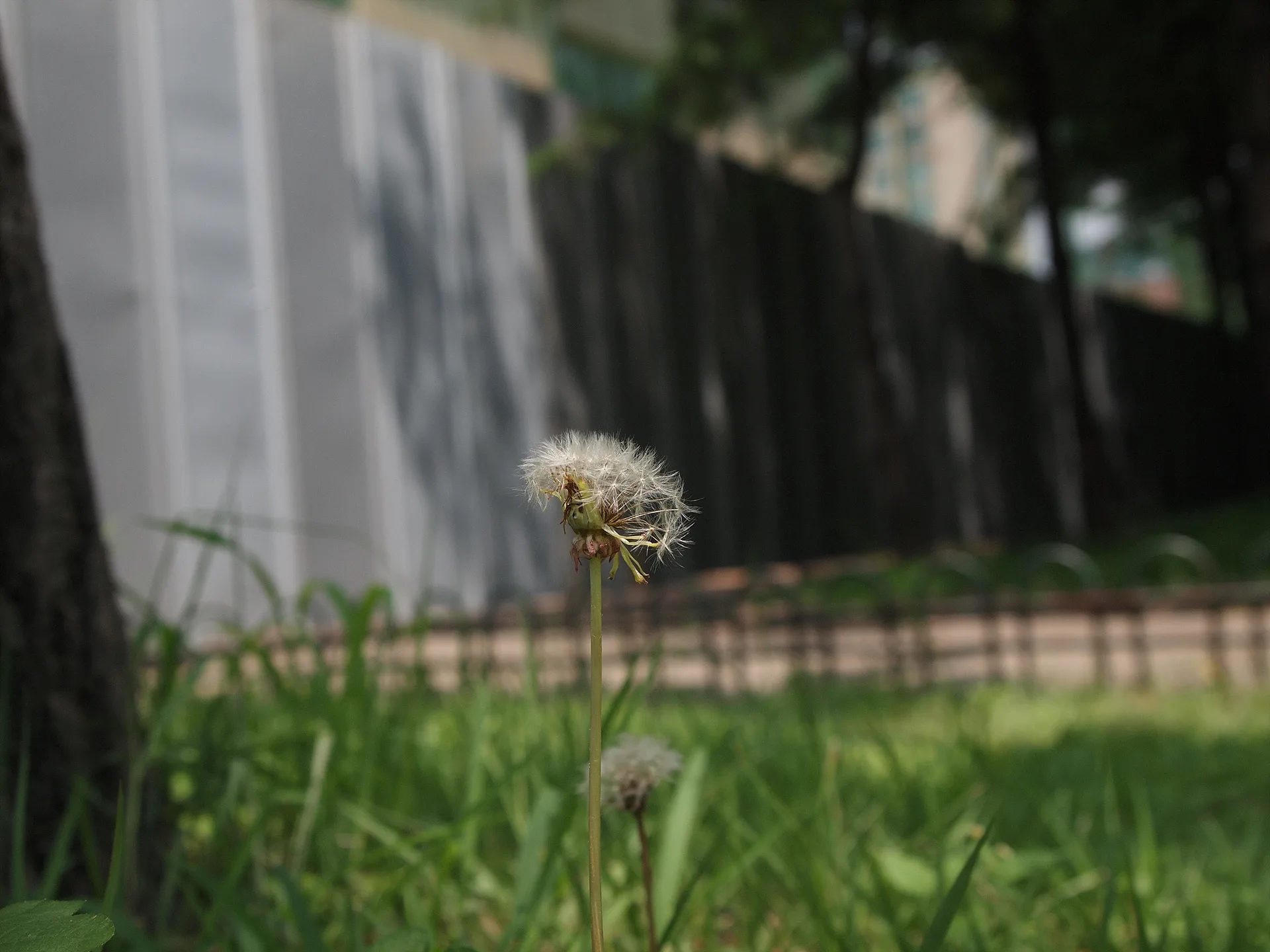 여름날의 기억, 바람에 흩날리는 민들레 홀씨 · 2009-07-21