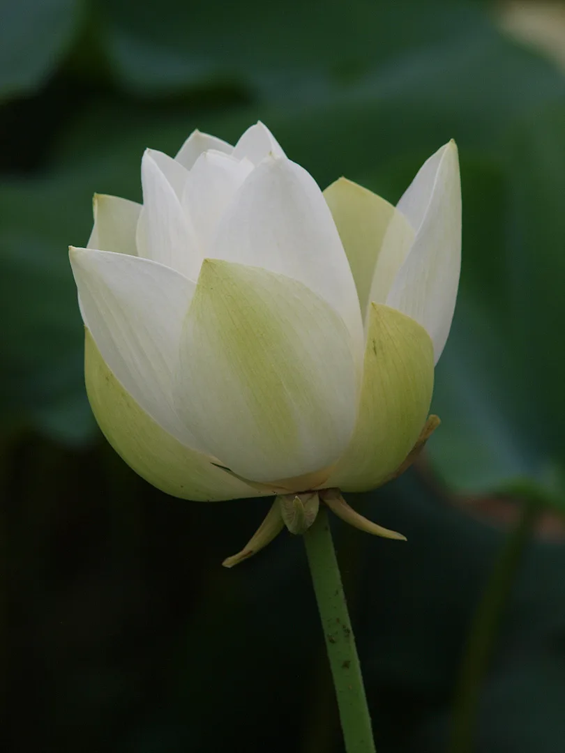 순백의 우아함, 여름날의 하얀 연꽃 · 2009-07-08