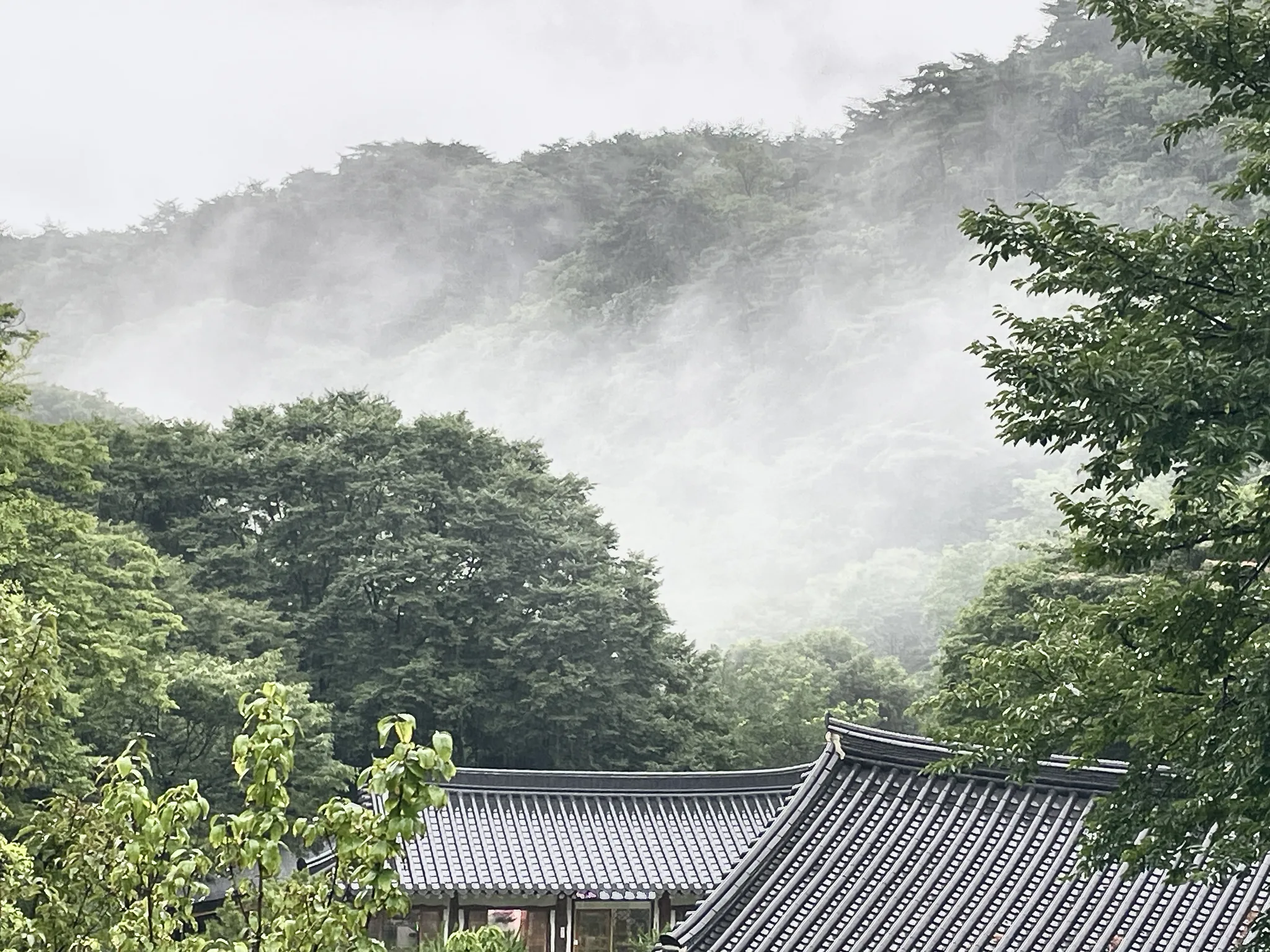 안개 자욱한 경기도 산자락의 고즈넉한 풍경 · 경기도, 대한민국 · 2023-07-23