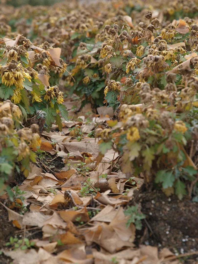 늦가을의 정취가 느껴지는 마른 잎과 식물들 · 2009-11-26