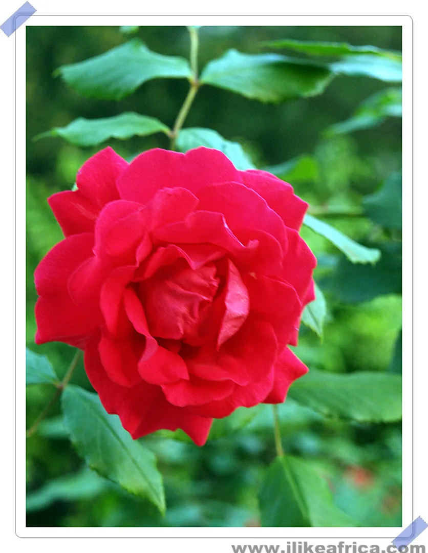 강렬한 붉은 빛의 유혹, 만개한 장미꽃 · 2007-05-29