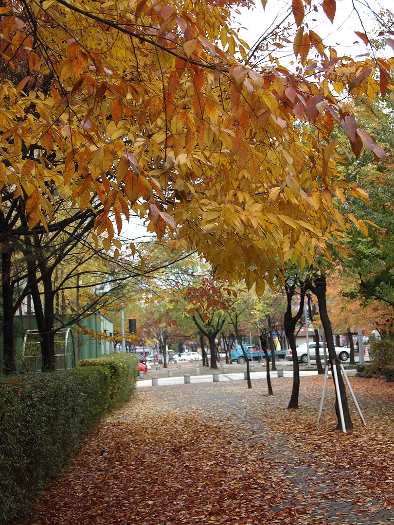 노랗게 물든 가을 거리의 낭만적인 산책로 · 2009-11-08