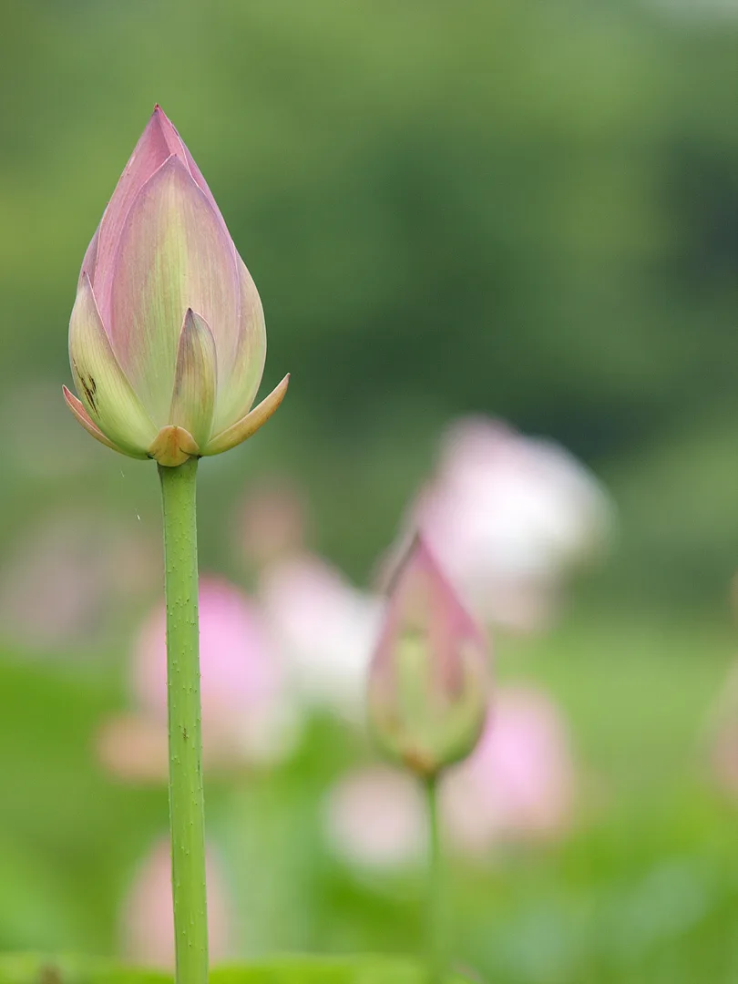 여름날의 설렘을 담은 분홍빛 연꽃 봉오리 · 2009-07-08
