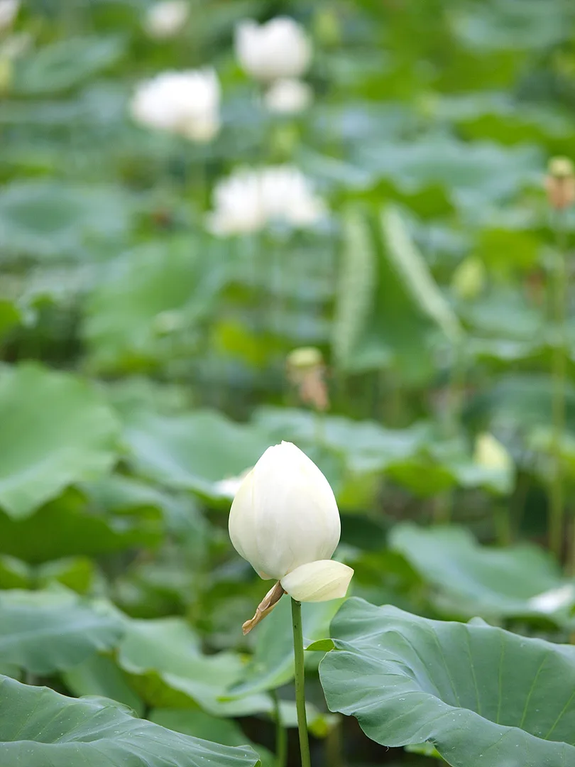 여름날의 순백색 연꽃 봉오리 · 2009-07-08