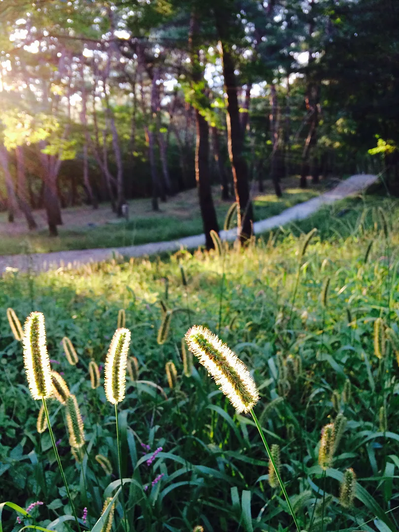 햇살 머금은 숲속 산책로와 강아지풀 · 대한민국 · 2014-09-19