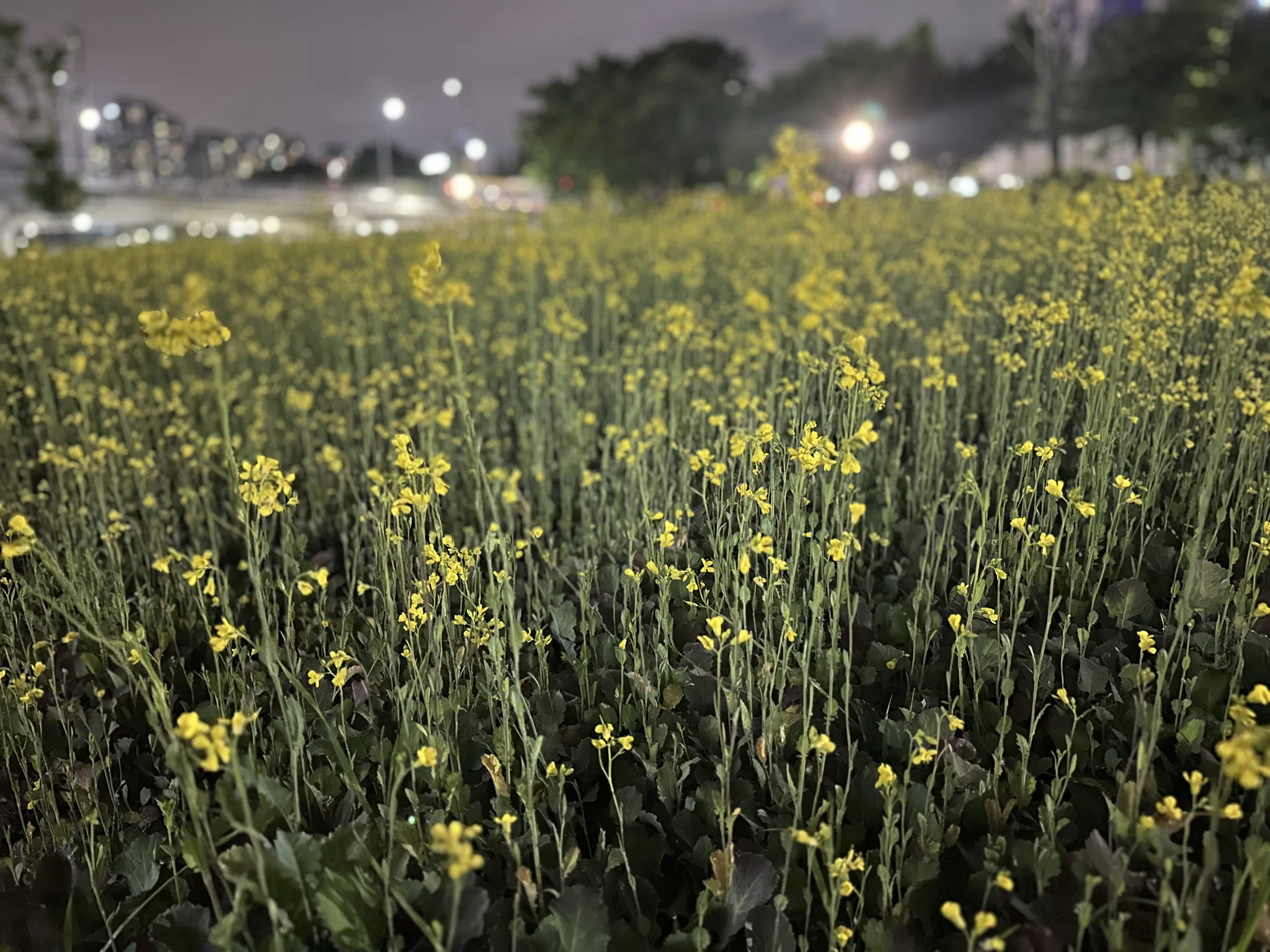 성남의 밤을 수놓은 노란 유채꽃 물결 · 성남시, 경기도, 대한민국 · 2026-05-07