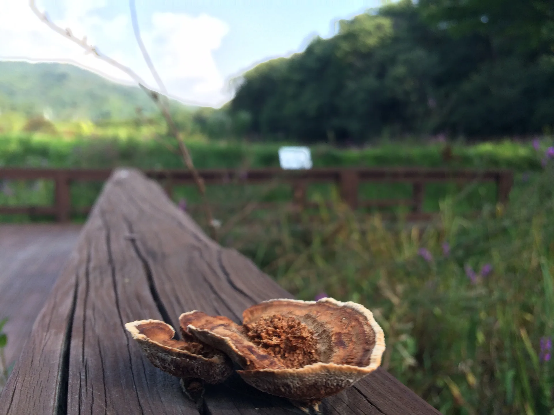용인의 여름날, 나무 데크 위 작은 버섯 · 용인시, 경기도, 대한민국 · 2014-08-15