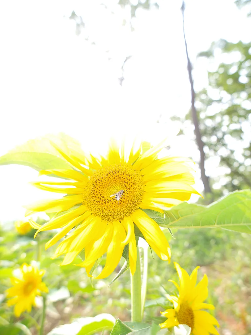 한여름의 햇살을 머금은 노란 해바라기 · 2009-07-05