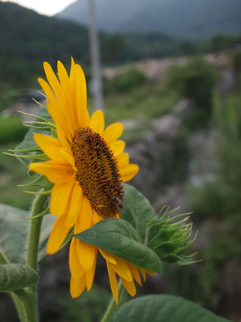 여름 햇살을 머금은 해바라기와 꿀벌의 조우 · 2009-07-22
