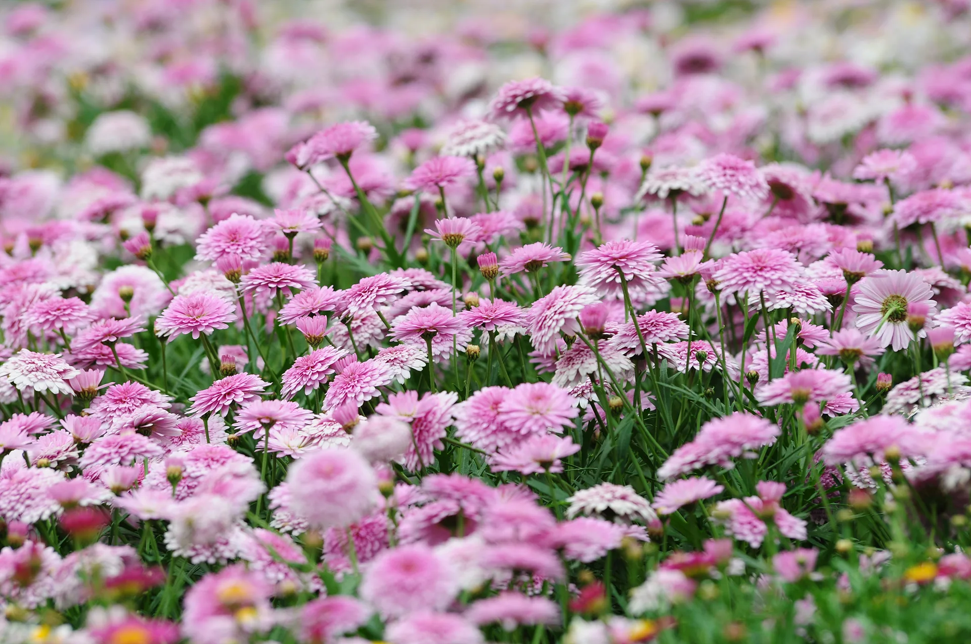 화사한 분홍빛 물결, 만개한 국화꽃 정원 · 인도 · 2009-05-10