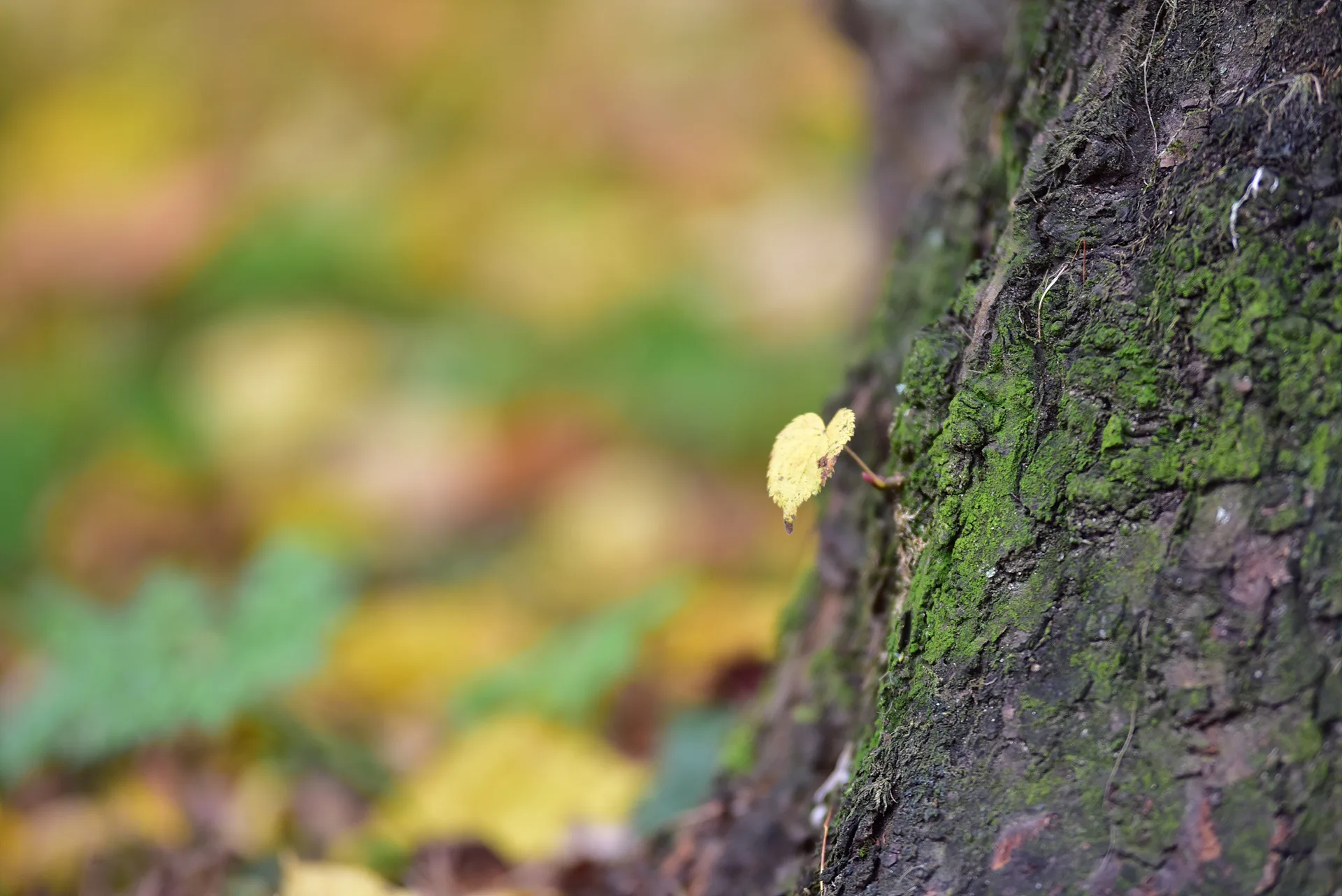거친 나무 껍질 위에 내려앉은 가을 잎새 · Naturpark Hessischer Spessart, Jossgrund, 헤세, 독일 · 2017-10-13