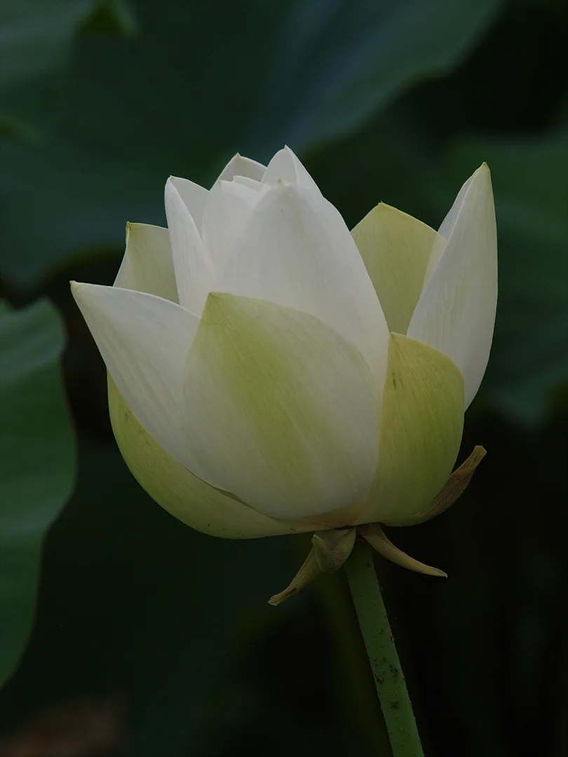 순백의 우아함, 피어나는 하얀 연꽃 · 2009-07-08