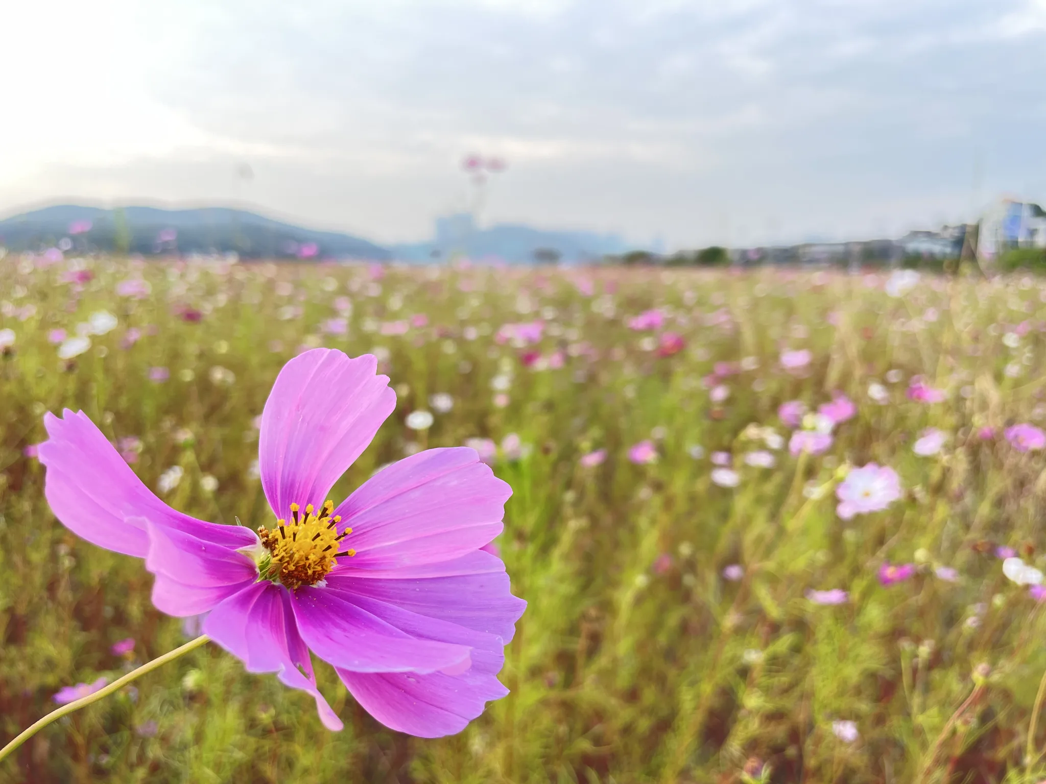 용인 가을 하늘 아래 펼쳐진 분홍빛 코스모스 물결 · 용인시, 경기도, 대한민국 · 2022-10-15