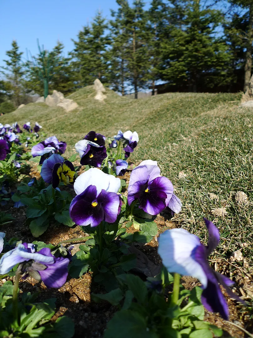 봄 햇살 아래 피어난 보랏빛 팬지 꽃밭 · 2010-03-28