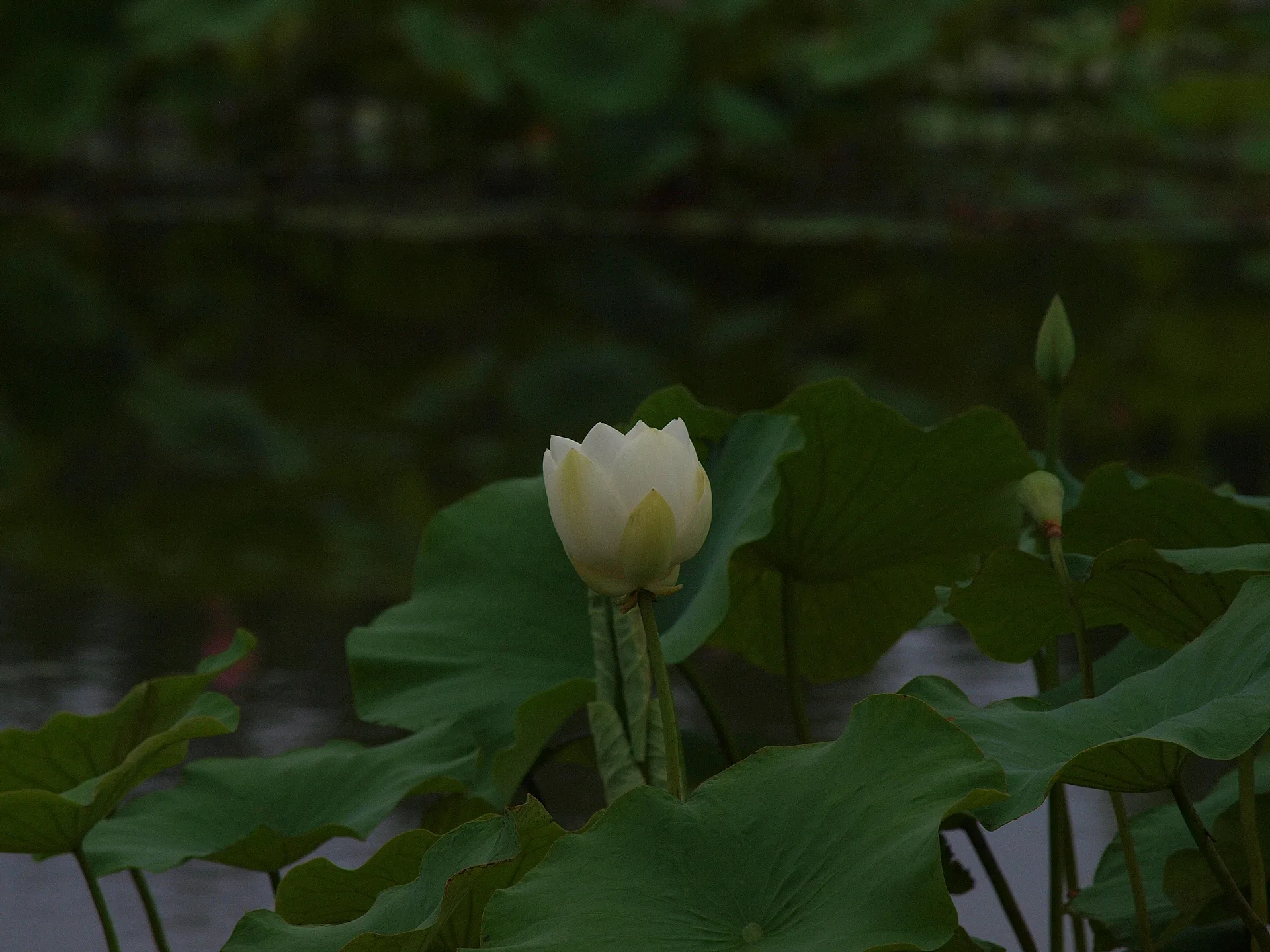 초록 잎 사이로 피어난 순백의 연꽃 · 2009-07-08