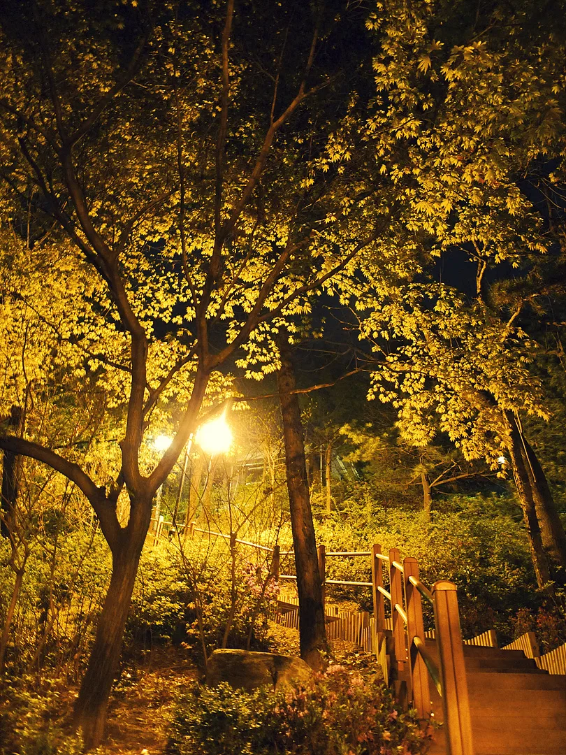 황금빛 조명 아래 고요한 밤의 숲길 산책로 · 2010-05-01