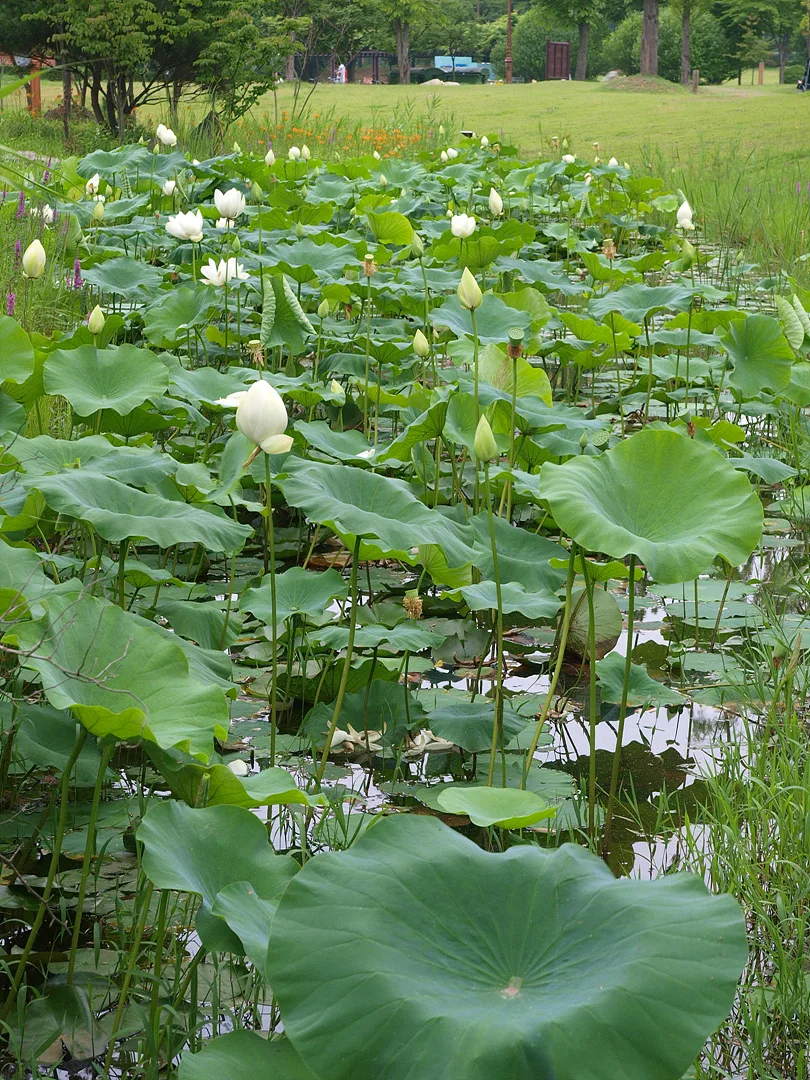 여름 정원의 청초한 백련과 초록 연잎 풍경 · 2009-07-08
