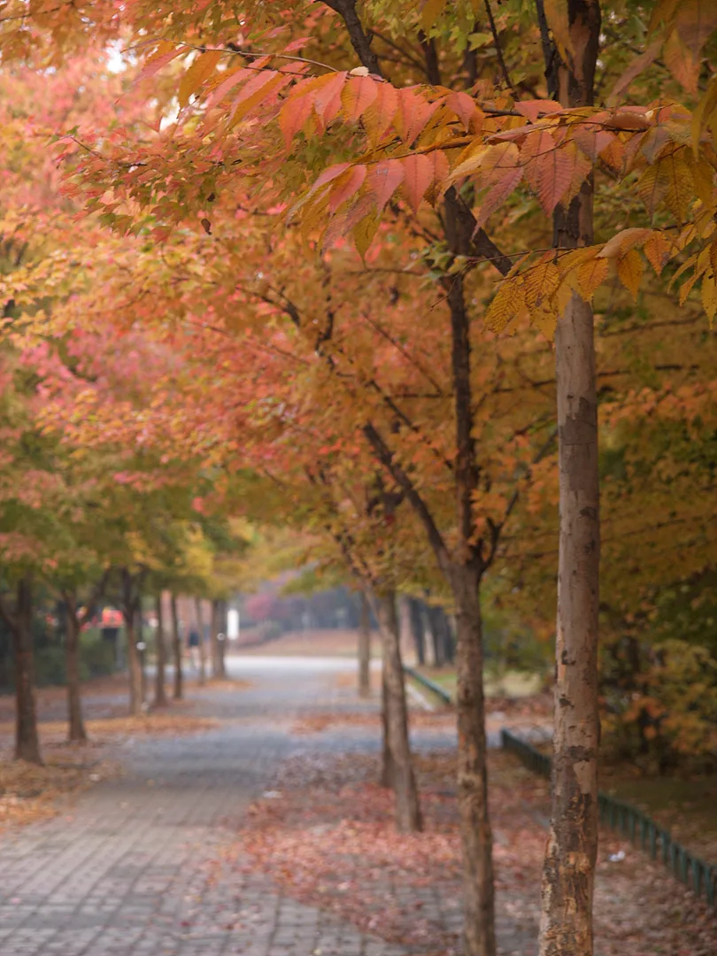 가을빛으로 물든 붉은 단풍나무 길 · 2007-11-10