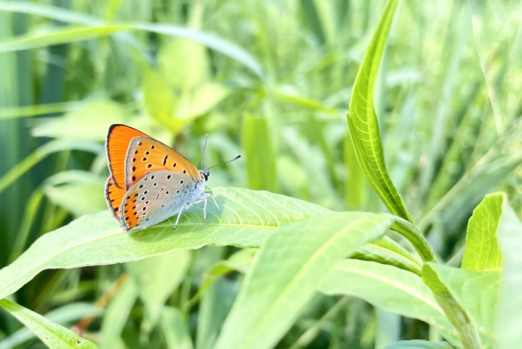 용인의 가을 햇살 아래 내려앉은 주황빛 나비 · 용인시, 경기도, 대한민국 · 2022-09-19