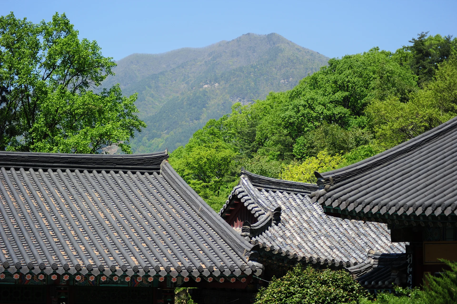 푸른 산세와 어우러진 고즈넉한 한옥 지붕 · 2013-05-05