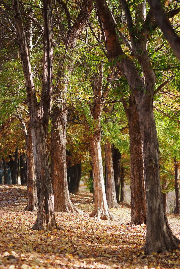 가을빛으로 물든 고요한 숲길의 풍경 · 2011-11-05