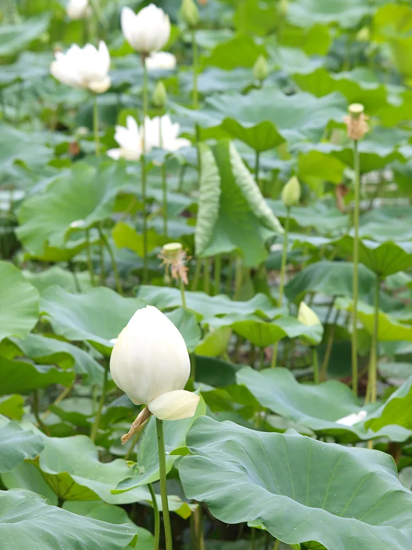 싱그러운 여름날의 순백색 연꽃 봉오리 · 2009-07-08