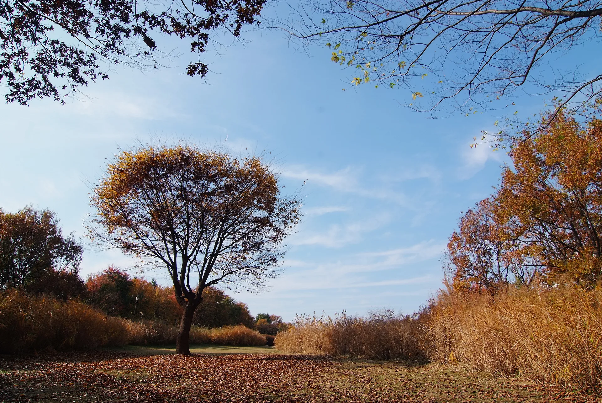 가을빛으로 물든 고요한 숲속 풍경 · 2011-11-05