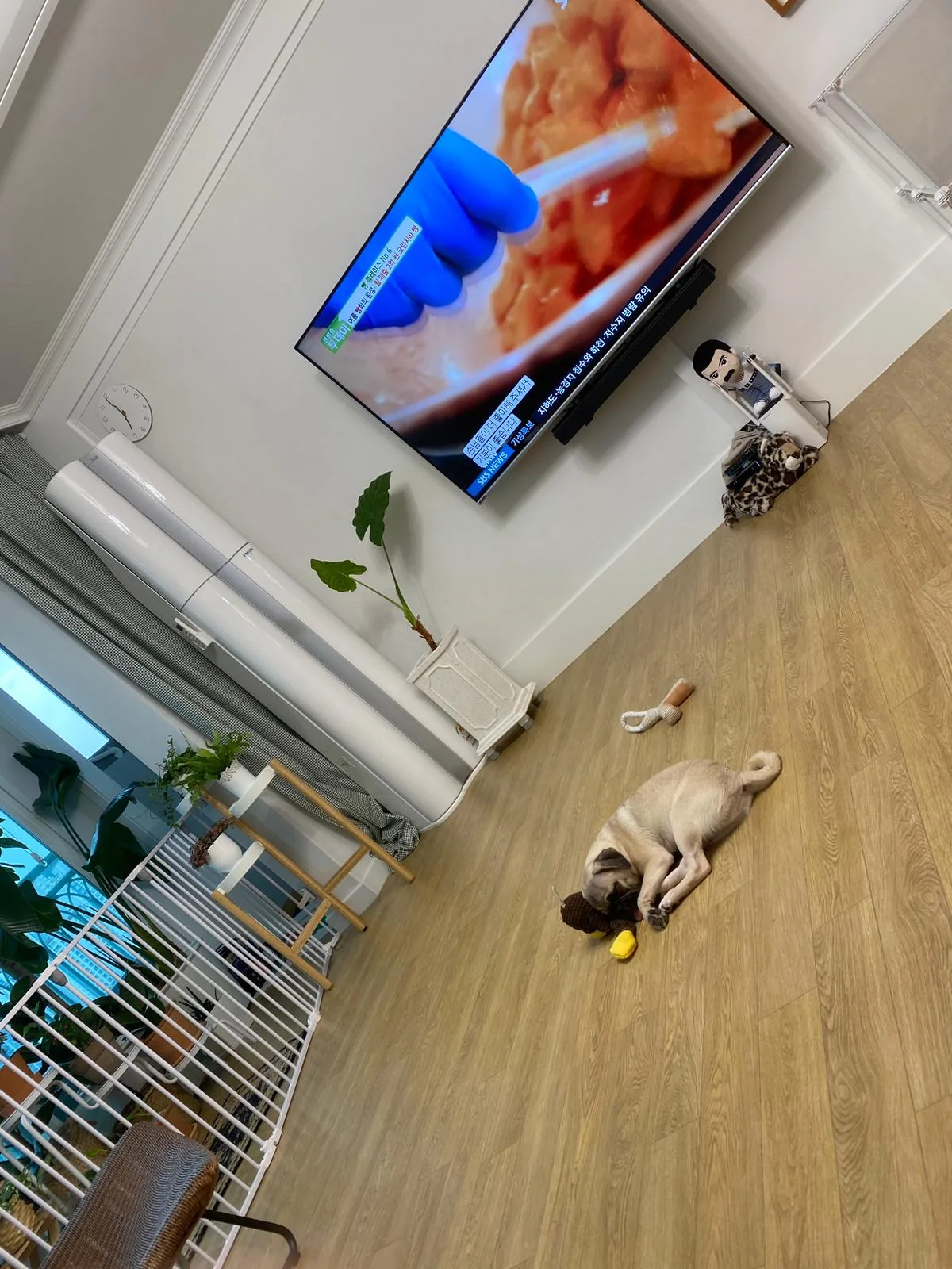 거실 바닥에서 꿀잠 자는 귀여운 퍼그 강아지 · 2021-07-06