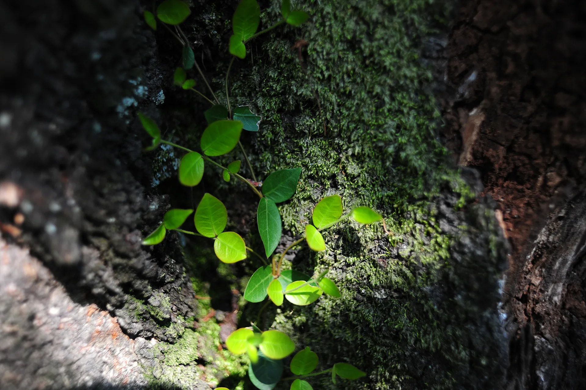 이끼 낀 고목 위로 돋아난 싱그러운 담쟁이 잎 · 2013-05-04