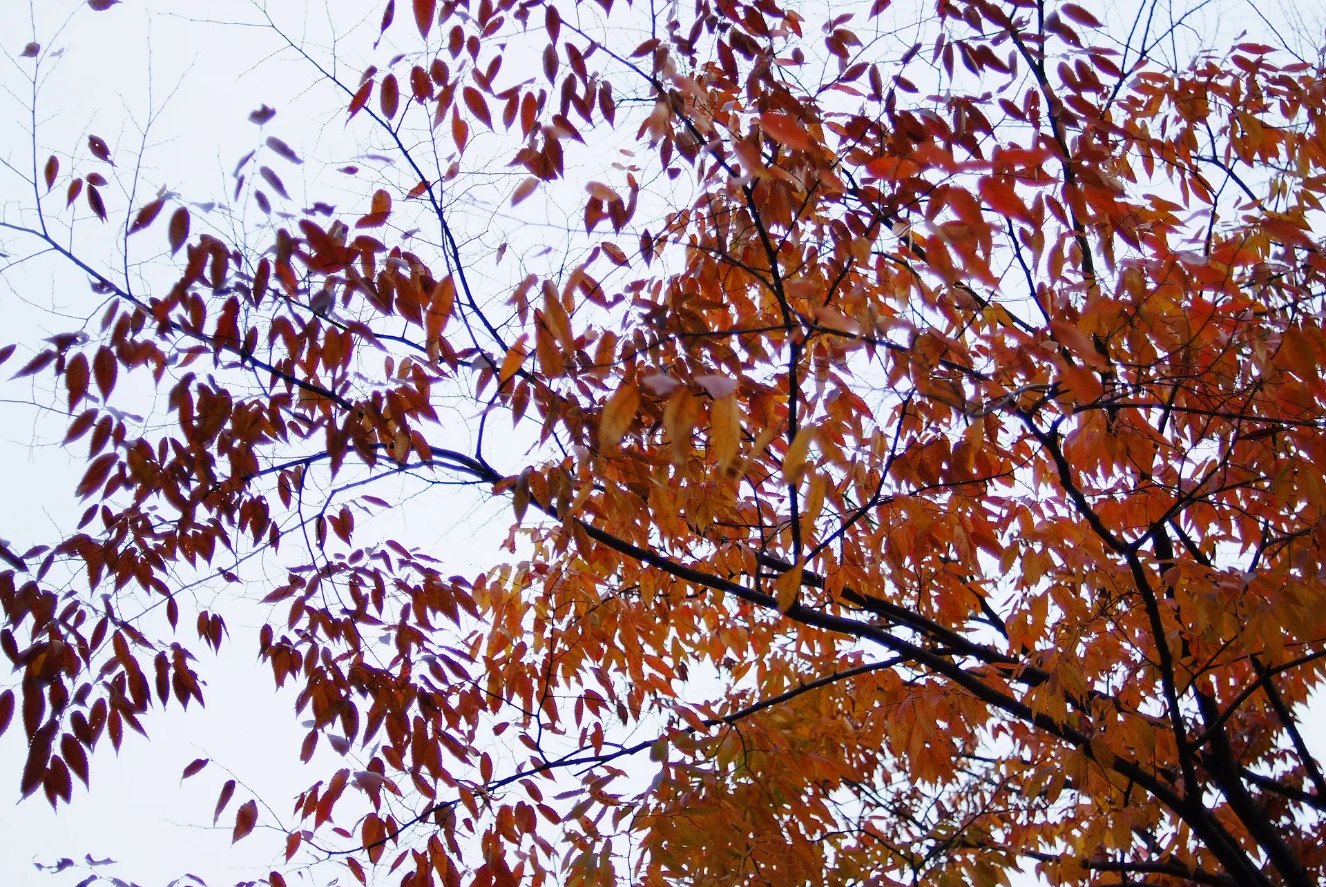 가을 하늘을 수놓은 붉은 단풍잎의 조화 · 2011-10-22