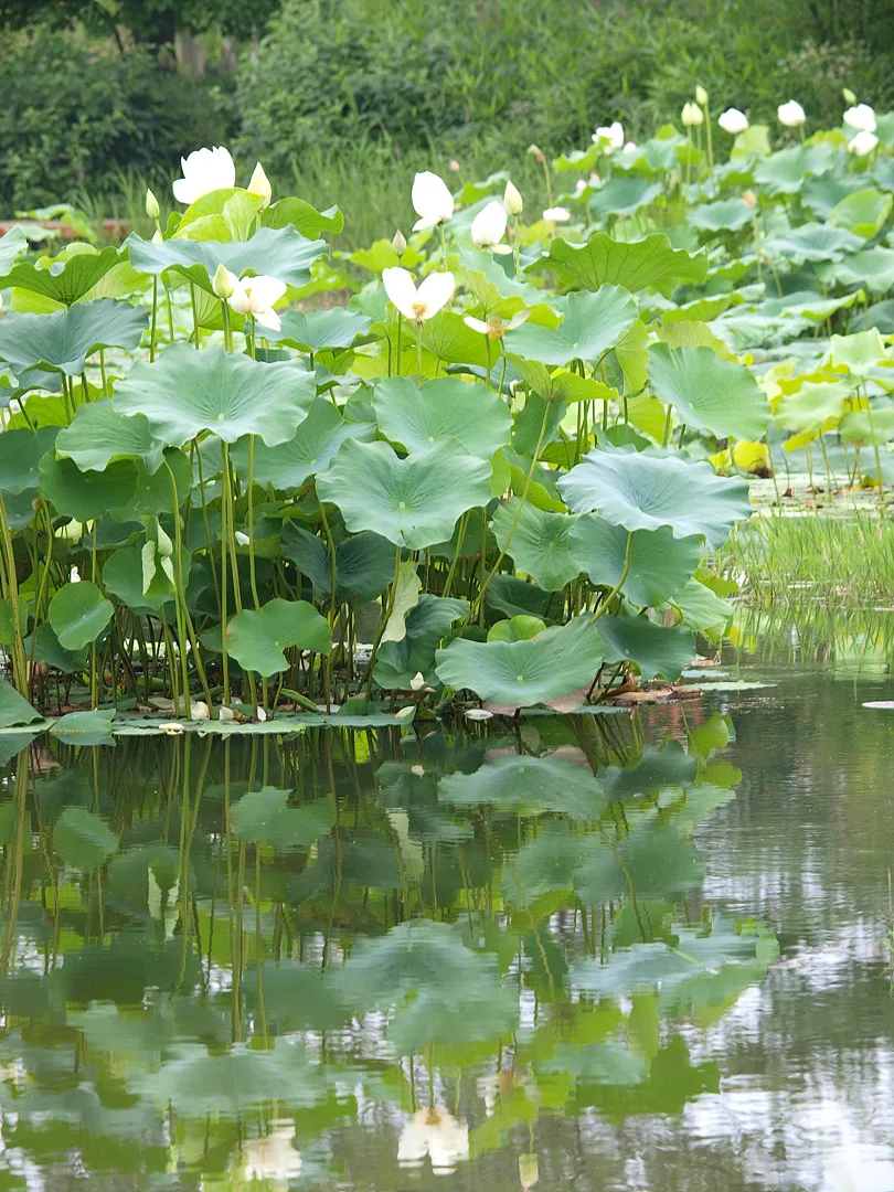 여름날의 평온함, 물 위에 핀 하얀 연꽃 · 2009-07-08