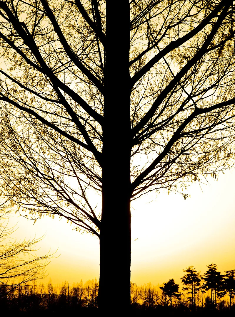 황금빛 노을 속 나무의 강렬한 실루엣 · 2009-01-04