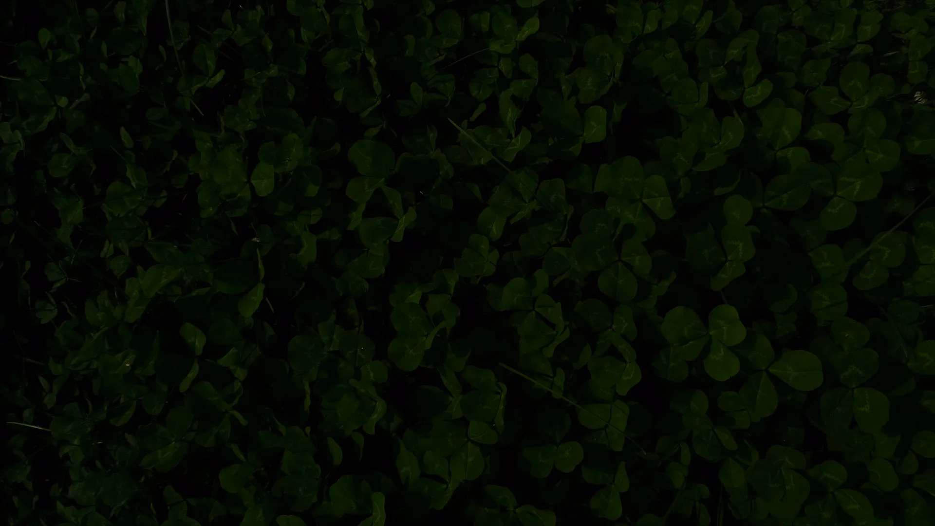깊은 숲속의 고요함을 담은 짙은 초록 잎사귀 · 2010-05-09