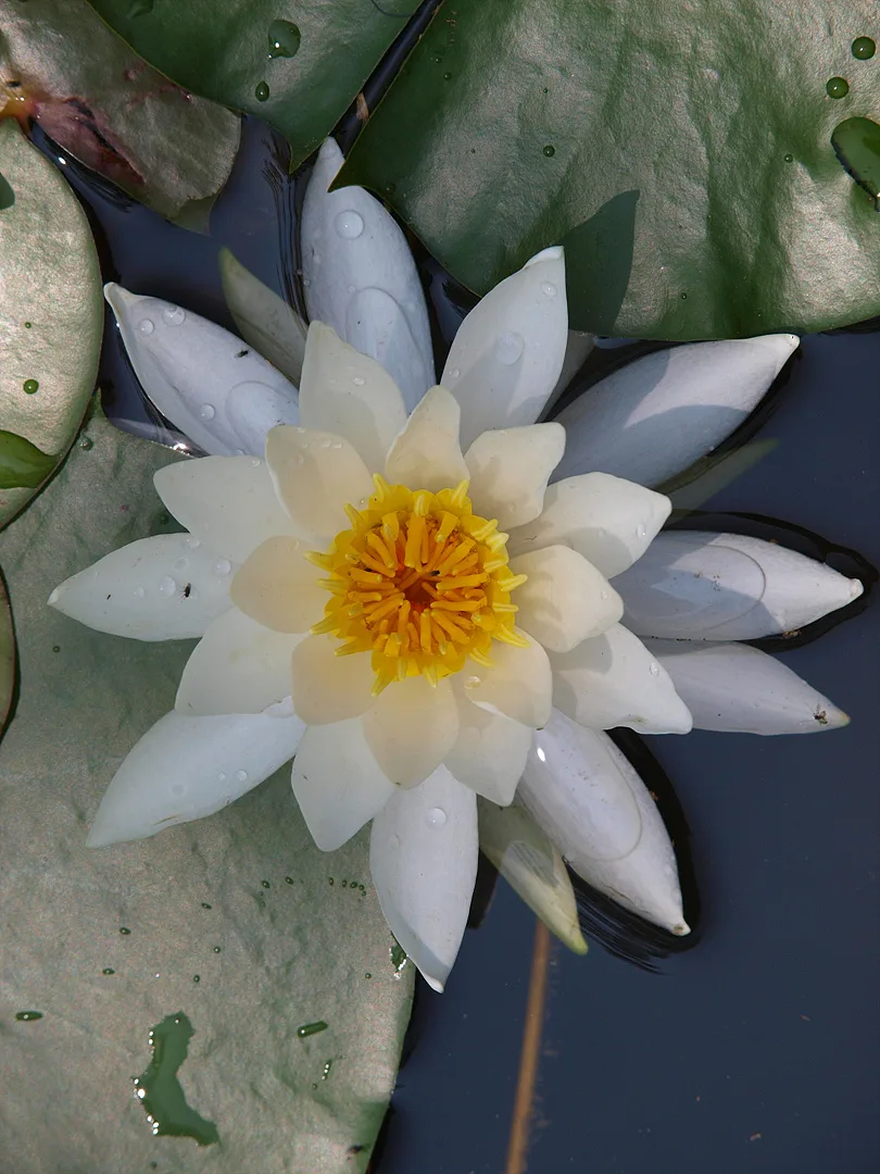 물 위에 핀 순백의 수련, 여름날의 청초함 · 2009-07-16