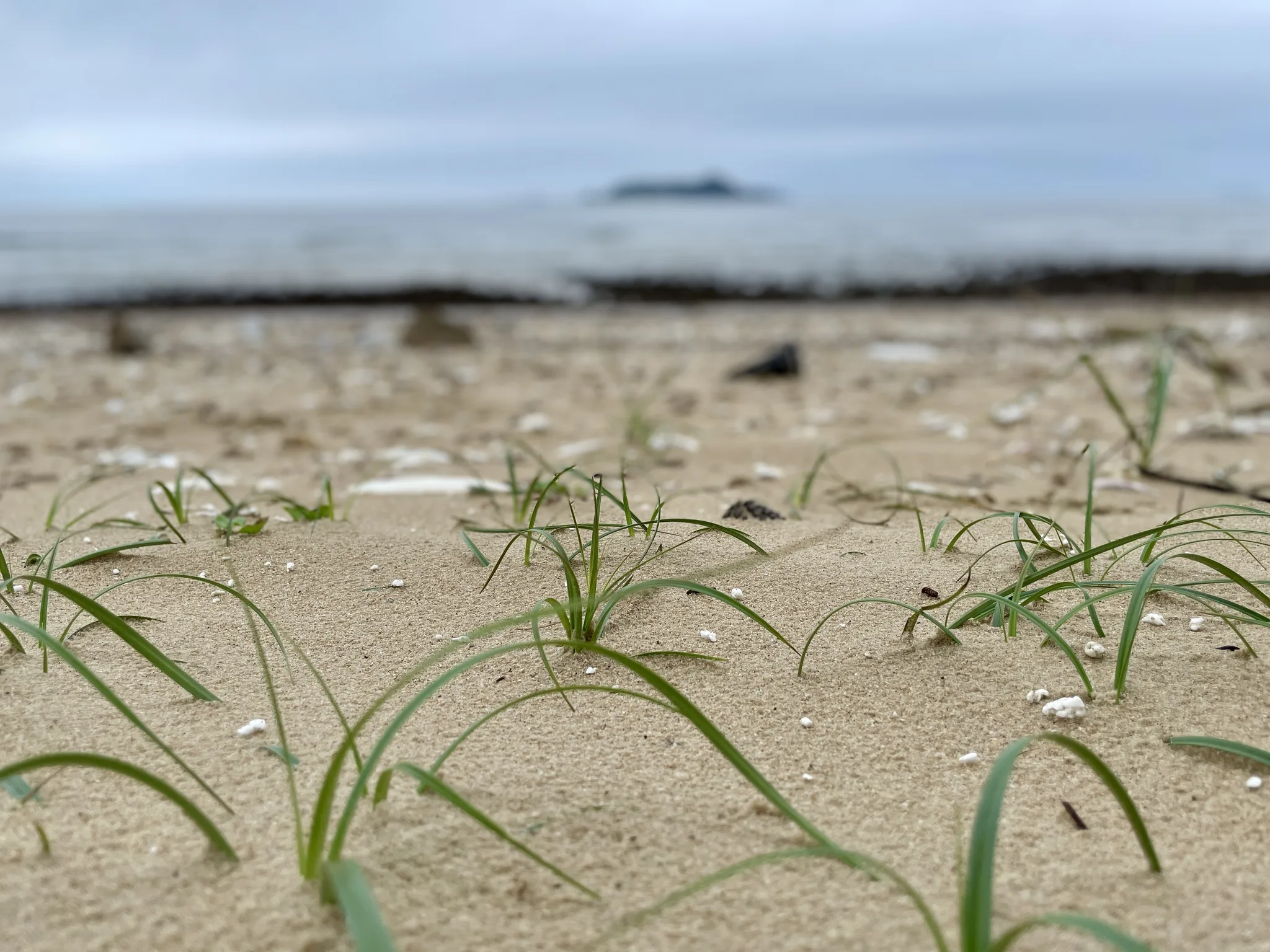 충남 해변 모래사장 위 강인한 초록 풀잎 · 충청남도, 대한민국 · 2022-08-10