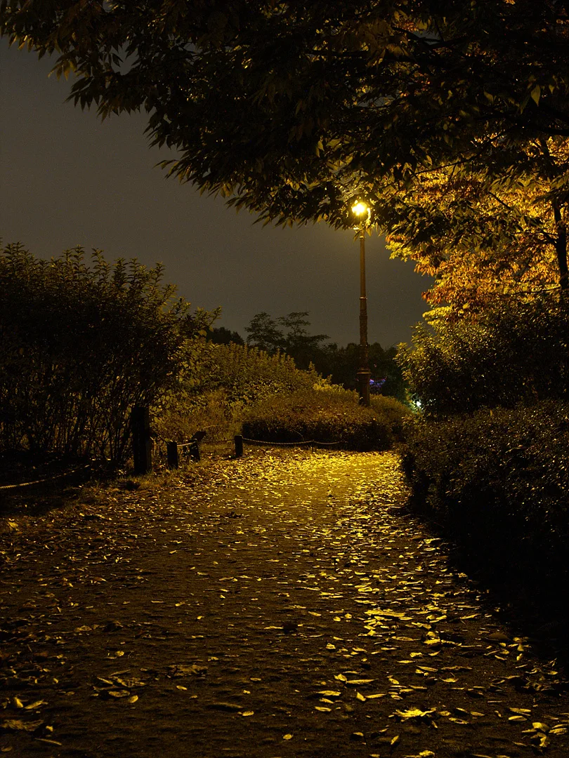 가을밤의 정취가 느껴지는 황금빛 가로등 길 · 2007-10-29
