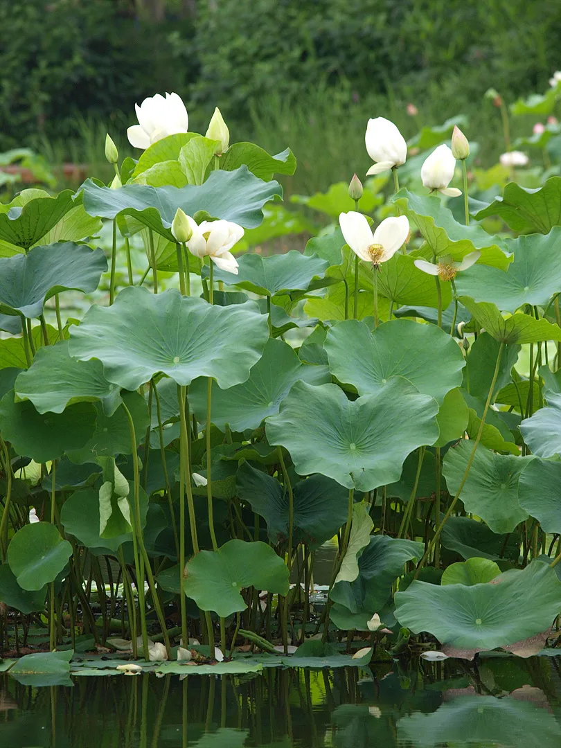 여름날의 순백색 연꽃과 푸른 잎의 조화 · 2009-07-08