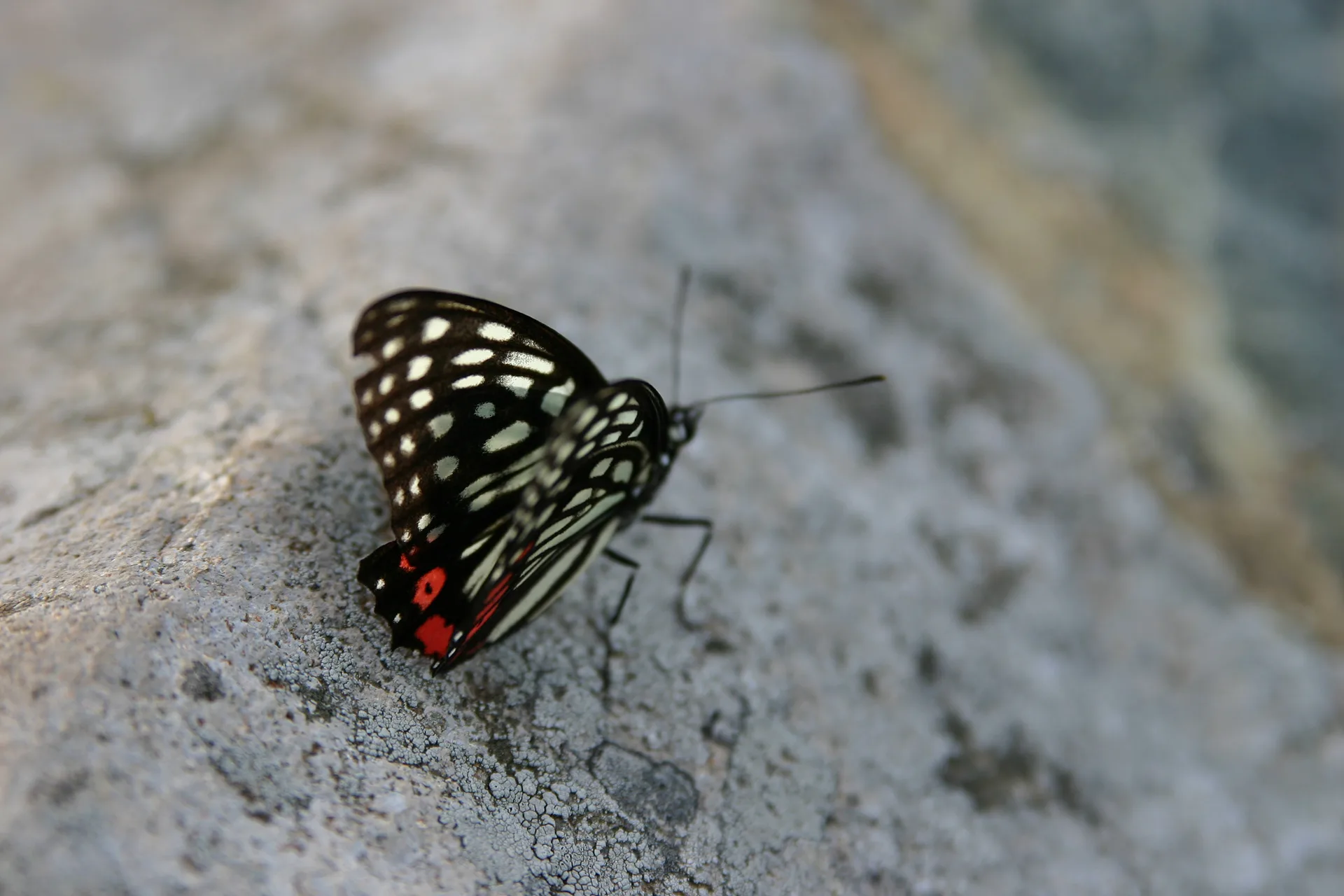 바위 위에 내려앉은 검은 나비의 순간 · 2004-08-08