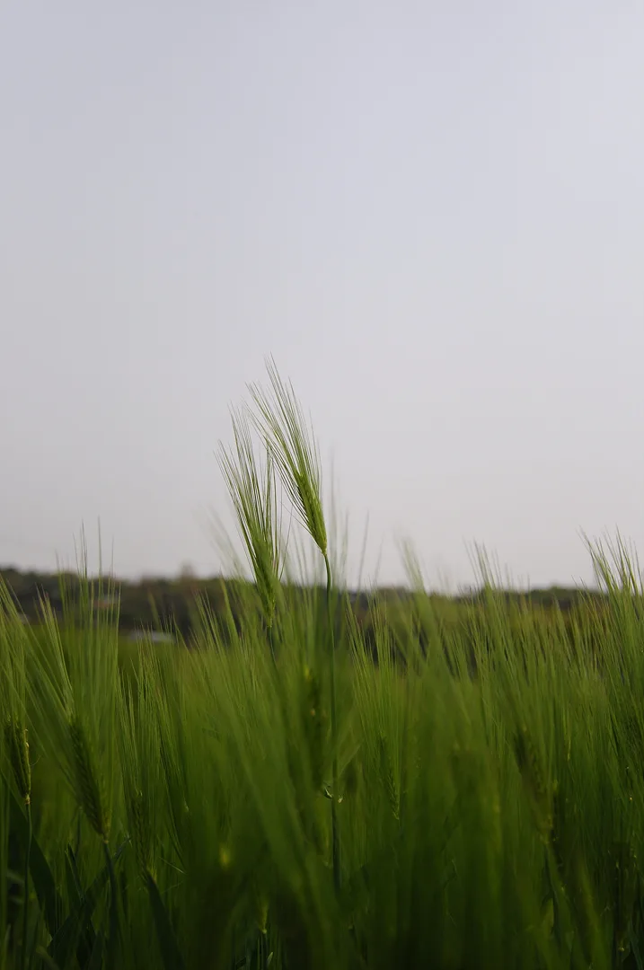 푸른 생명력이 느껴지는 봄날의 보리밭 풍경 · 인도 · 2009-04-30