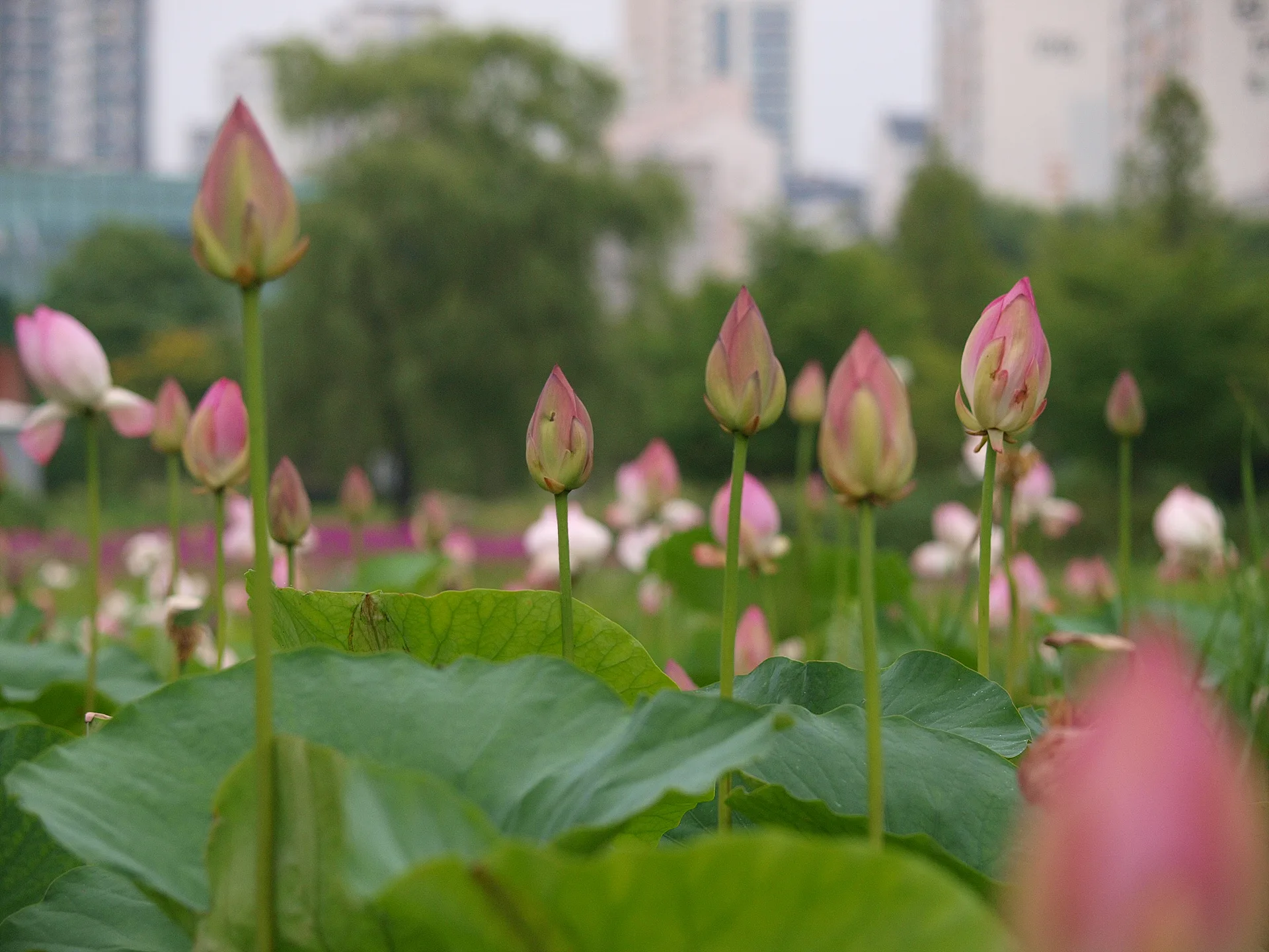 여름날의 설렘을 담은 분홍빛 연꽃 봉오리 · 2009-07-08