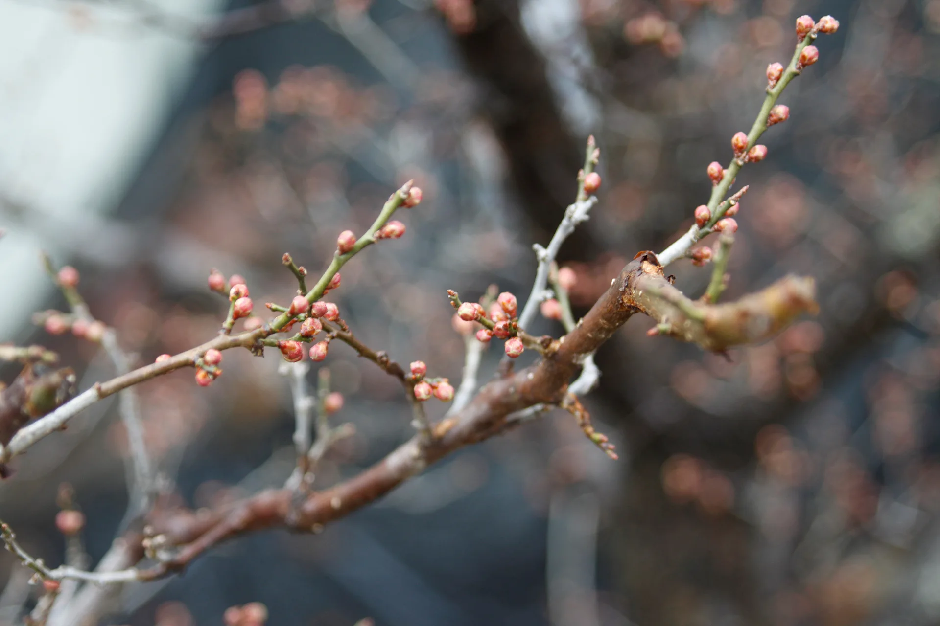 봄을 기다리는 작은 꽃봉오리의 설렘 · 2012-03-02