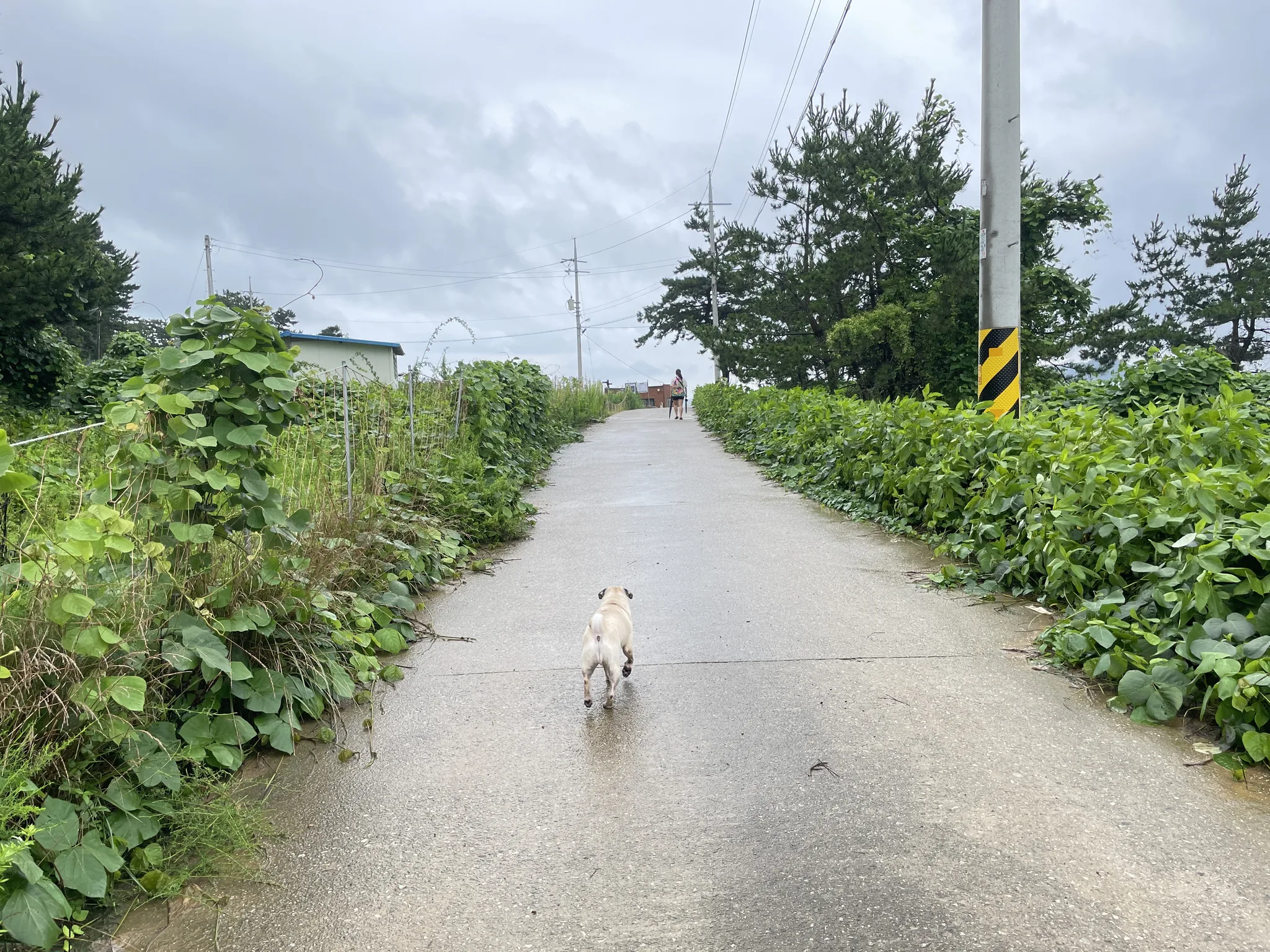 충남의 어느 여름날, 길을 따라 걷는 강아지 · 충청남도, 대한민국 · 2022-08-11