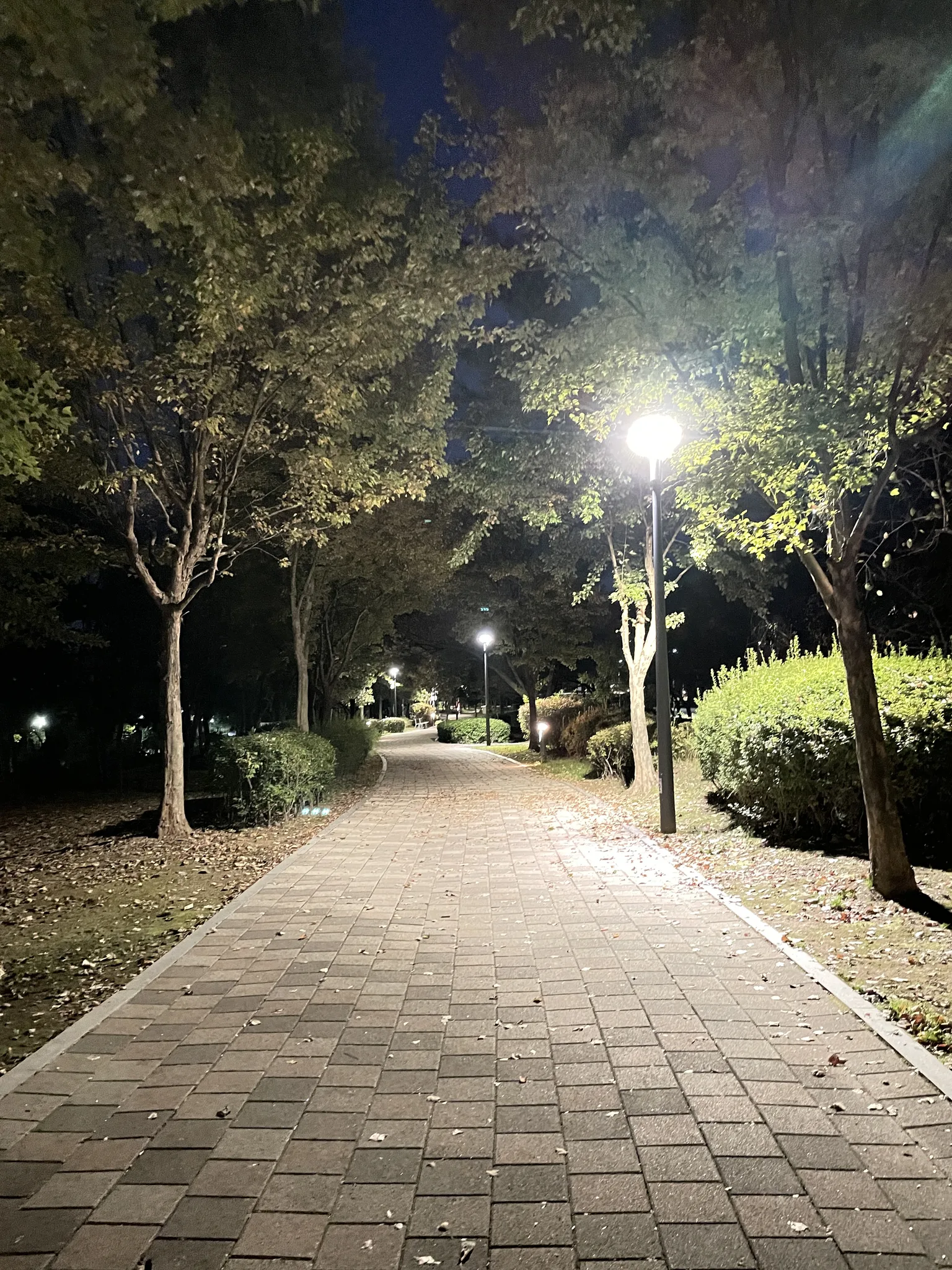 용인의 고요한 가을 밤, 빛나는 산책로 · 용인시, 경기도, 대한민국 · 2022-10-17