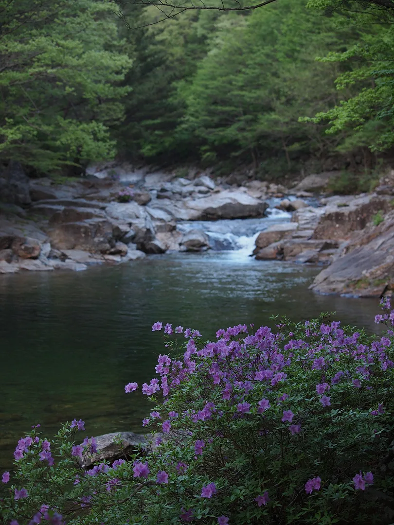 보랏빛 꽃과 맑은 계곡물이 어우러진 숲속 풍경 · 2011-05-08