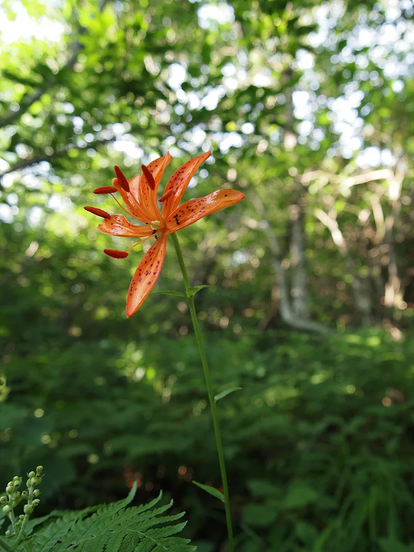 여름 숲속을 밝히는 강렬한 주황빛 백합 · 2009-07-22