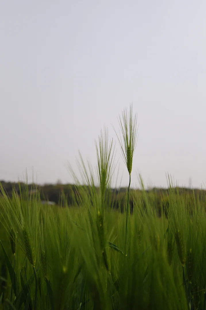 싱그러운 초록빛이 가득한 봄날의 보리밭 · 인도 · 2009-04-30