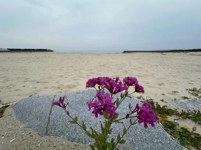 해변의 보라색 꽃