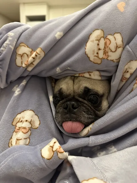 담요 속 퍼그