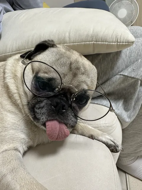 안경 쓴 퍼그